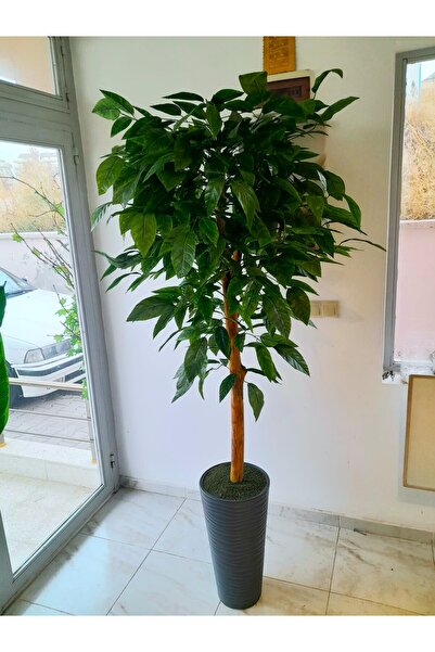 YEŞİLADA Yapay Ceviz Ağacı Büyük Geniş Yaprak Ceviz 1.85 Mt Boy Ağaç Antrasit...