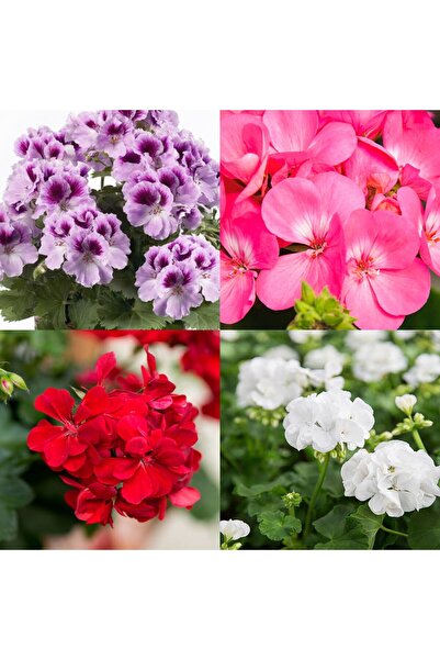 Bitkim Sende Videolu 4lü Set Sardunya Çiçeği Fidanı 15-30cm Saksılı (PELARGON...