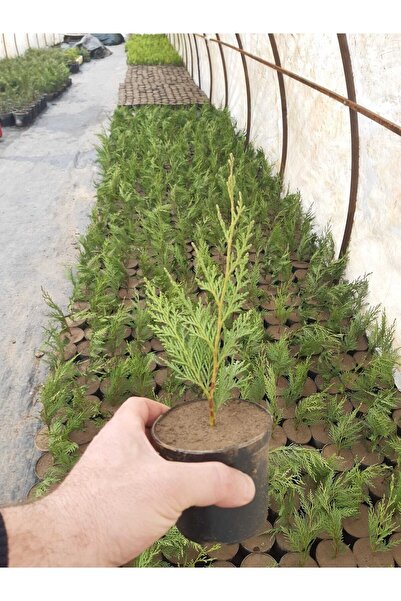 serada decor & plant Videolu Bahçelerin Vazgeçilmezi Leylandi Fidanı (20 40 C...