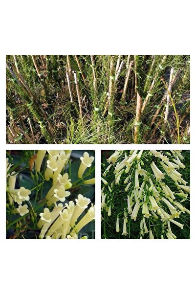 serada decor & plant Videolu Beyaz Mercan Çiçeği (30 60 CM)1 Adet Saksılı Dış...