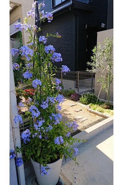 serada decor & plant Videolu Mavi Yasemin Sarmaşık Çiçeği Kurşunkök Bitkisi (...