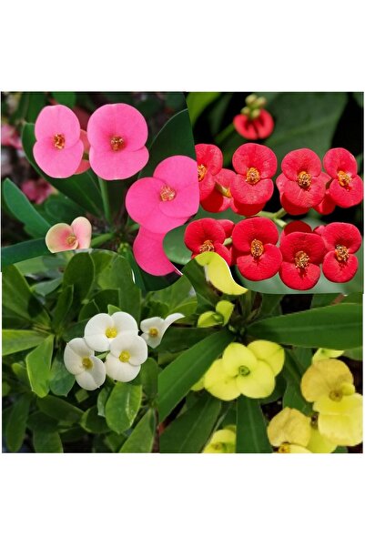 Bitkim Sende Videolu Milli Dikenler Tacı 4 Adet Sarı Kırımızı Pembe Beyaz 10-20 Cm Saksılı( Euphorbia)