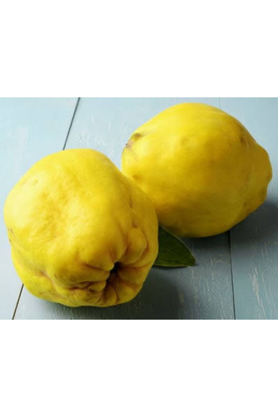 Bahçem Fidancılık Ayva Fidanı- Ekmek Ayvası- Aşılı