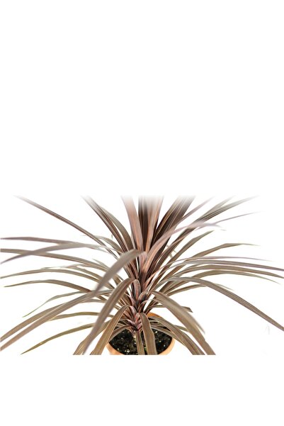 Kösem Botanik Dracaena Marginata Magenta Tek Gövdeli