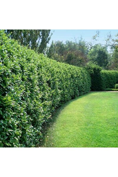 Genel Markalar Çit Bitkisi Ligustrum Kurtbağrı Fidanı Boy 90-110cm 4 Adet