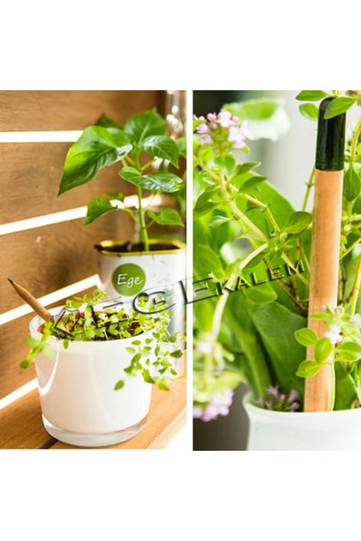 Yaşayan Kalem 12 Seeded Pencils Kk (Flower Seeded)