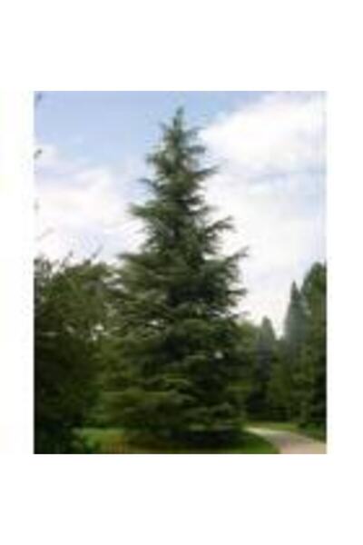 taşkar peyzaj Sedir Selvi Çam Fidanı ( Tüplü ) 80-120 Cm