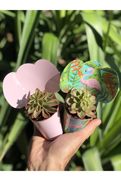 FİDAN PAZARI Hediyelik Pembe Ve Flamingo Kaplı 20 Adet Sukulent