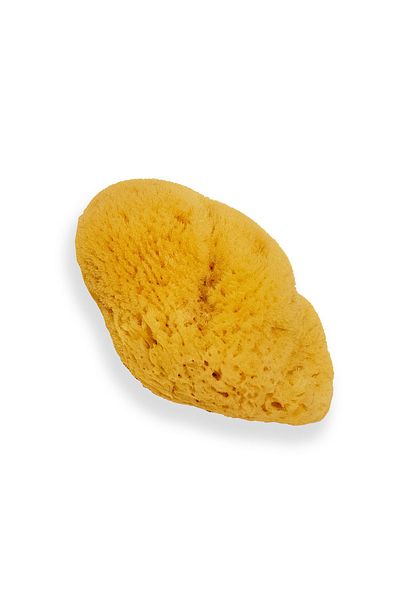BAZAAR 4 Sea Sponge for Baby - Baby Size