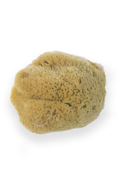 BAZAAR 4 Sea Sponge Baby - Comfortable and Stylish Design