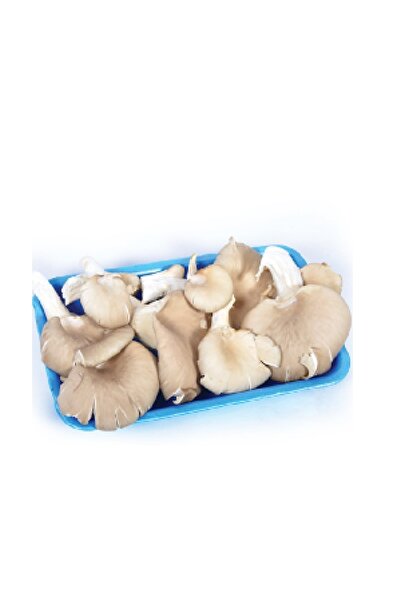 Entazem Mantar İstiridye 300 gr