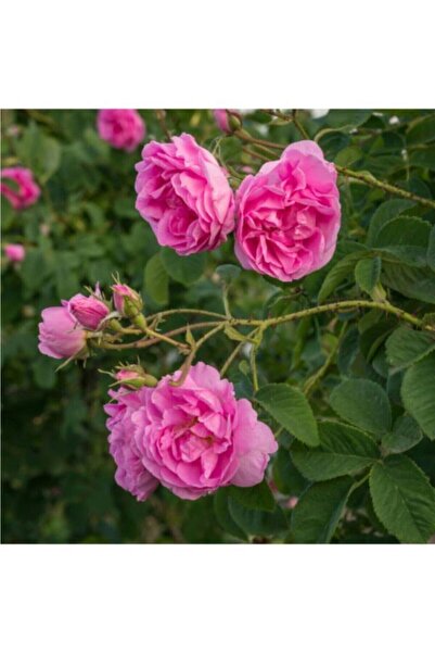 ADA TARIM Tüplü Sarmaşık Yediveren Yoğun Kokulu Sultan Reçellik Isparta Gül Fidanı 100 Cm