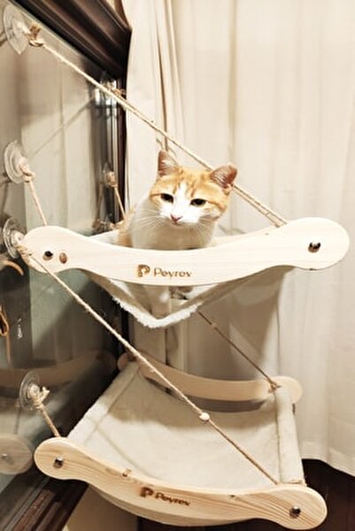 Peyrev Ahsap Buyuk Boy Kedi Yatagi Hamagi Cama Asilan Vantuz 43 52 2 Li Bej Fiyati Yorumlari Trendyol