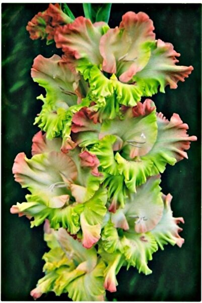 LOBELYA TOHUMCULUK Renkli Glayör Çiçeği Soğanı 5 Adet