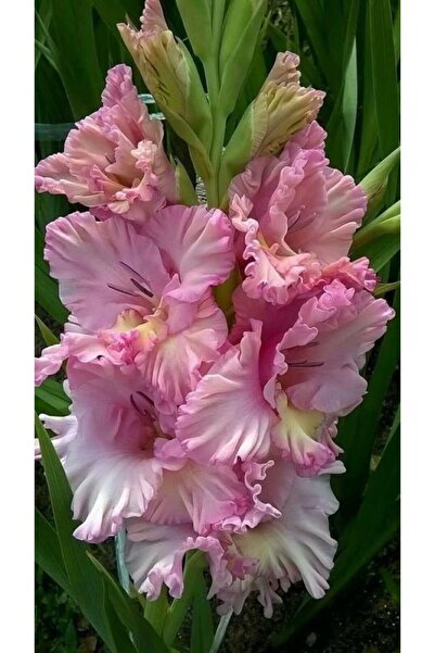 LOBELYA TOHUMCULUK Pembe Renkli Kırçıllı Glayör Çiçeği Soğanı 3 Adet