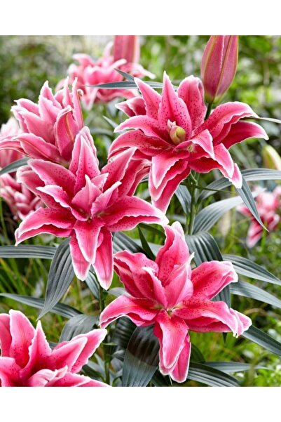 LOBELYA TOHUMCULUK 3 Adet Pembe Renkli Çilli Katlı Zambak Çiçeği Soğanı Kokulu