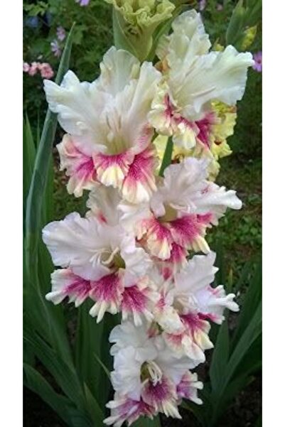 LOBELYA TOHUMCULUK 3 Adet Beyaz-pembe Renkli Fırfırlı Glayör Çiçeği Soğanı