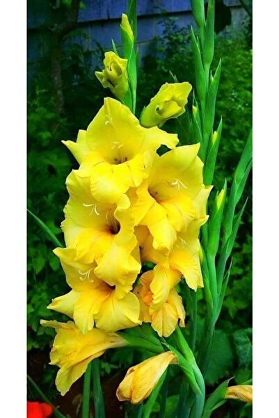 LOBELYA TOHUMCULUK Limon Sarısı Renkli Glayör Çiçeği Soğanı 3 Adet