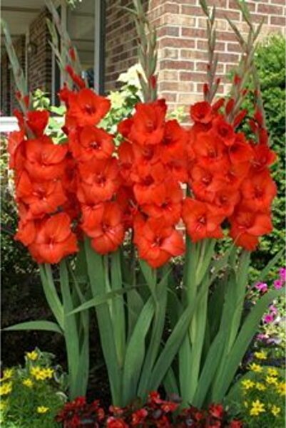 LOBELYA TOHUMCULUK Kırmızı Renkli Glayör Çiçeği Soğanı 5 Adet