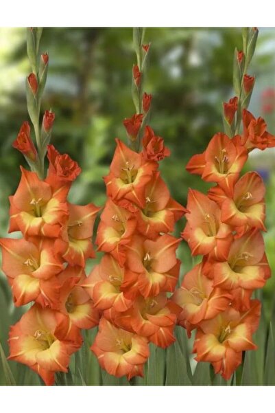 LOBELYA TOHUMCULUK Glayör Çiçeği Soğanı 3 Adet