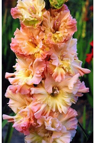 LOBELYA TOHUMCULUK Turuncu-sarı Renkli Kırçıllı Glayör Çiçeği Soğanı 3 Adet