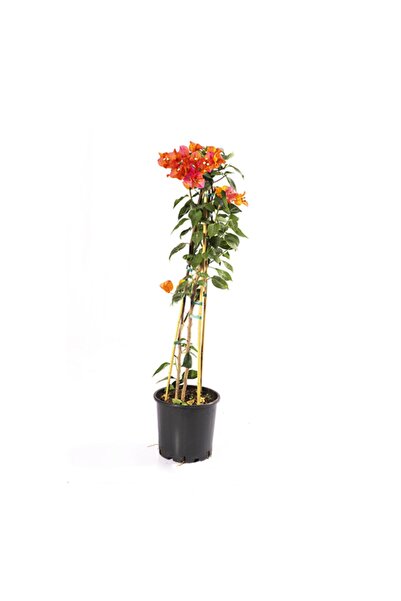 Hepsimeyveden Bougainvillea Sarmaşık - Begonvil Sarmaşık 110cm