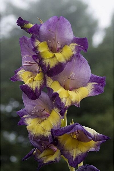 LOBELYA TOHUMCULUK 5 Adet Lila-sarı Renkli Glayör Çiçeği Soğanı