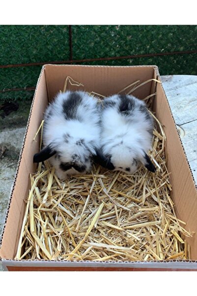 Doğal 500 Gr. Arpa Samanı - Kemirgen Otu - Folluk Otu - Yavrulama Altlığı