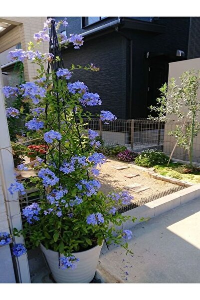 serada decor & plant Videolu Mavi Yasemin Çiçeği Fidesi (50 60CM)1 Adet Saksılı Dış Mekan Bitkisi Plumbago Capensis