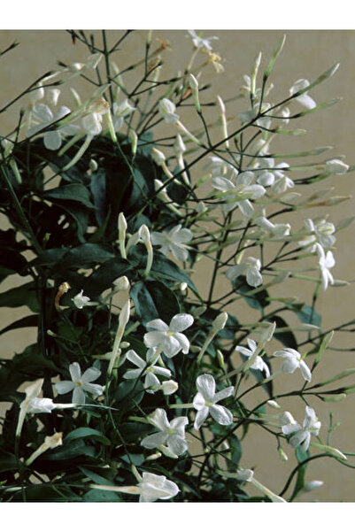 serada decor & plant Videolu Arap Yasemini Yasemin Fidanı (40 60 CM)1 Adet Sa...