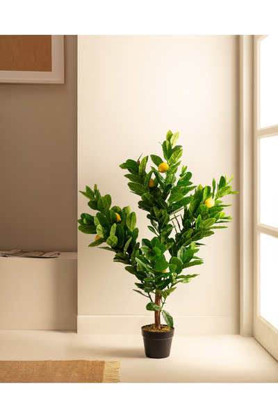 Madame Coco Leonore Saksılı Çiçek