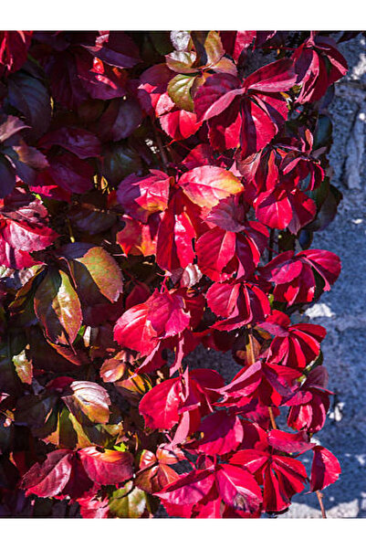 serada decor & plant Videolu Amerikan Sarmaşığı Çiçeği Fidanı (80 90 CM)1 Ade...