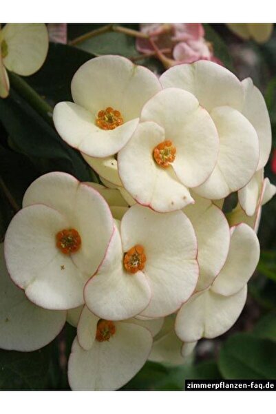 Bitkim Sende Videolu Milli Dikenler Tacı 4 Adet Sarı Kırımızı Pembe Beyaz 10-20 Cm Saksılı( Euphorbia)