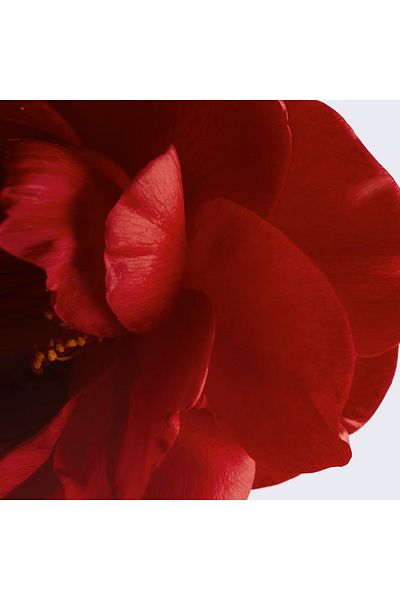 Chanel N°1 DE -TO-FOAM CLEANSER-Red Camellia Extract Anti-Aging Repairing Purifying Facial Cleanser 25g