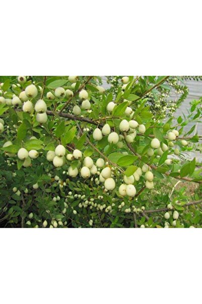 peyzajyagmur Tüplü Fidan Beyaz Murt (hambeles) Fidanı