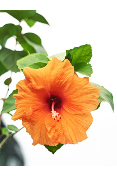 Bitkim Sende Videolu Turuncu Japon Gülü Çiçeği Fidanı 40-60 Cm Saksılı Çiçekl...