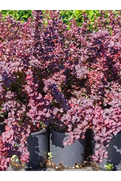Bitkim Sende Videolu Roket Berberis Fidanı 1 Adet Saksılı 40- 60 Cm Bahçe Çit...