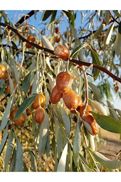 bahçevilya İğde Ağacı Fidanı [Elaeagnus] 2 3 yaşlarında tüplü