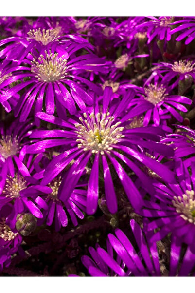 Bitkim Sende Videolu Acem Halısı Çiçeği Fidesi Fidanı 30 Adet Tüplü 5-10 Cm (...