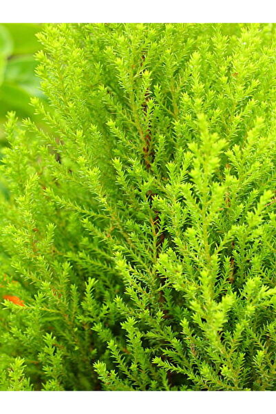 serada decor & plant Videolu Limon Servi Çam Fidanı (30 50 CM)1 Adet Saksılı/...