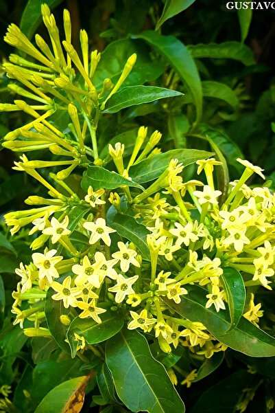 Bitkim Sende Videolu Gece Sefası Melisa Limon Çiçeği 1 Adet Saksılı/ Tüplü 30-60cm Bahçe Bitkisi (CESTRUM PARQUİ)