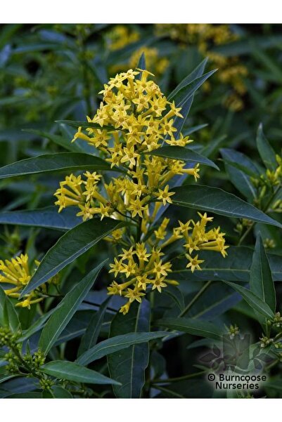 Bitkim Sende Videolu Yoğun Kokulu Melisa Parfüm Çiçeği Bitkisi 1 Adet Saksılı/ Tüplü 40-60 Cm (CESTRUM PARQUİ)