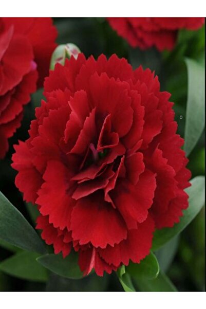 Bitkim Sende Videolu Canlı Kırmızı 1 Adet Karanfil Çiçeği Fidanı 15-30cm Saks...