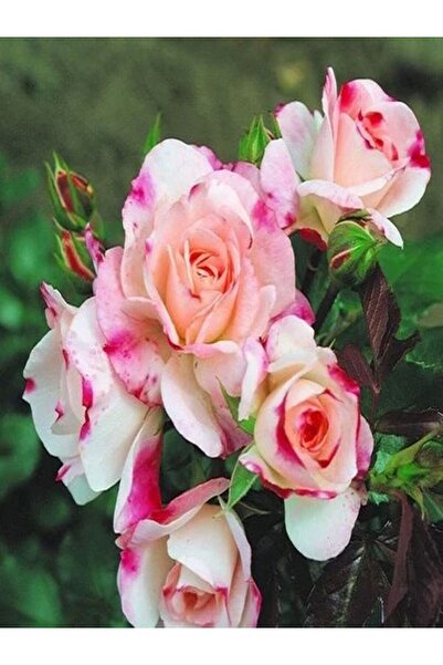 Bitkim Sende Videolu 1 Adet Pembe Beyaz Gül Fidanı 40-80cm Saksılı (ROSE SAPL...