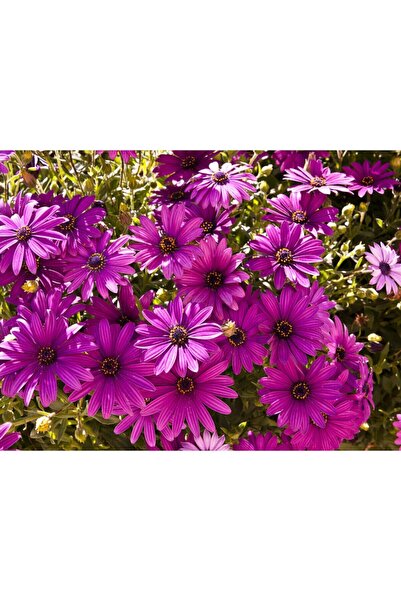 Bitkim Sende Videolu Mor Bodrum Papatyası Çiçeği Fidanı25-35 Cm Saksılı Çiçek...