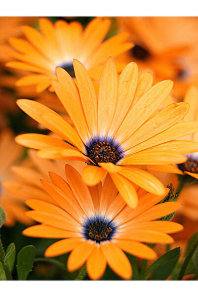 Bitkim Sende Videolu Turuncu Bodrum Papatyası 25-35 Cm Saksılı Çiçekli Bodur ...