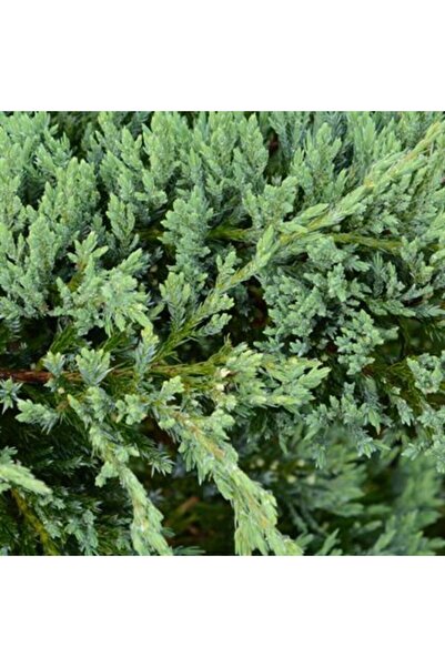 AYDOĞDU Ardıç Fidanı 1m boy