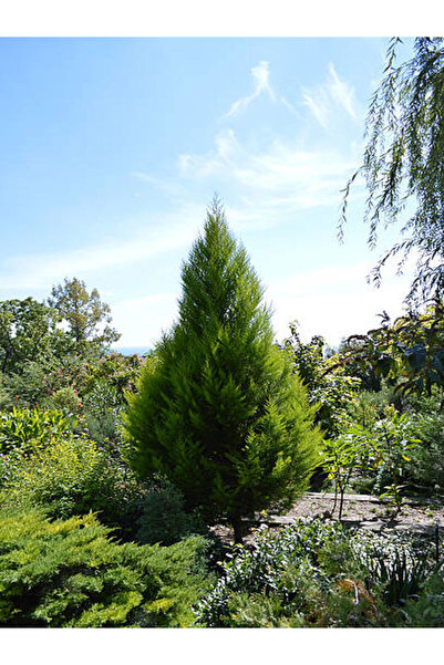 serada decor & plant Videolu Muhteşem Kokulu Leylandi Çam Fidanı (30 40 CM)1 ...