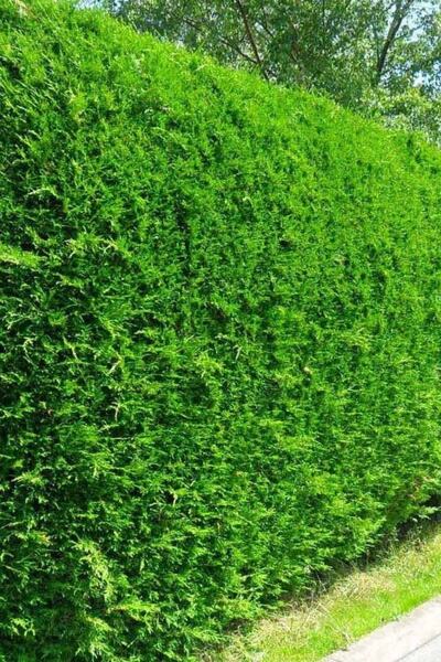 serada decor & plant Videolu Leylandi Çit Çamı (20-40 CM) 2 Adet Tüplü Dış Me...