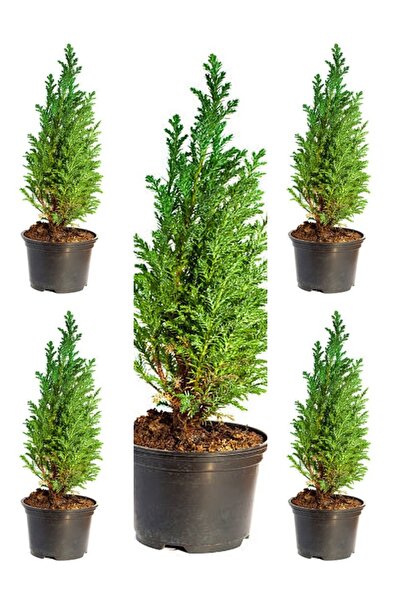 serada decor & plant Videolu Leylandi Fidanı (40 50 CM)5 Adet Saksılı/tüplü D...